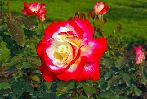 rosas tudor|tudor roses for garden.